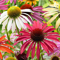 2x Sonnenhut Echinacea + 1x Sonnenhut - Mischung 'Flower Power' lila-weiβ-gelb - Wurzelnackte Pflanzen - Winterhart - Alle Gartenstauden