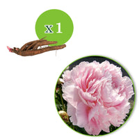 Pfingstrose Paeonia 'Dinner Plate' rosa - Wurzelnackte Pflanzen - Winterhart - Bienen- und schmetterlingsfreundliche Pflanzen