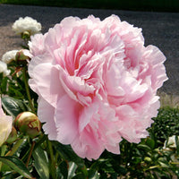 Pfingstrose Paeonia 'Dinner Plate' rosa - Wurzelnackte Pflanzen - Winterhart - Alle Gartenstauden