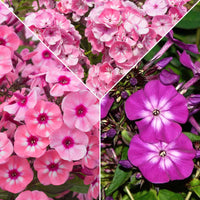 3x Flammenblume Phlox - Mischung rosa-lila-weiβ - Wurzelnackte Pflanzen - Winterhart - Alle Gartenstauden