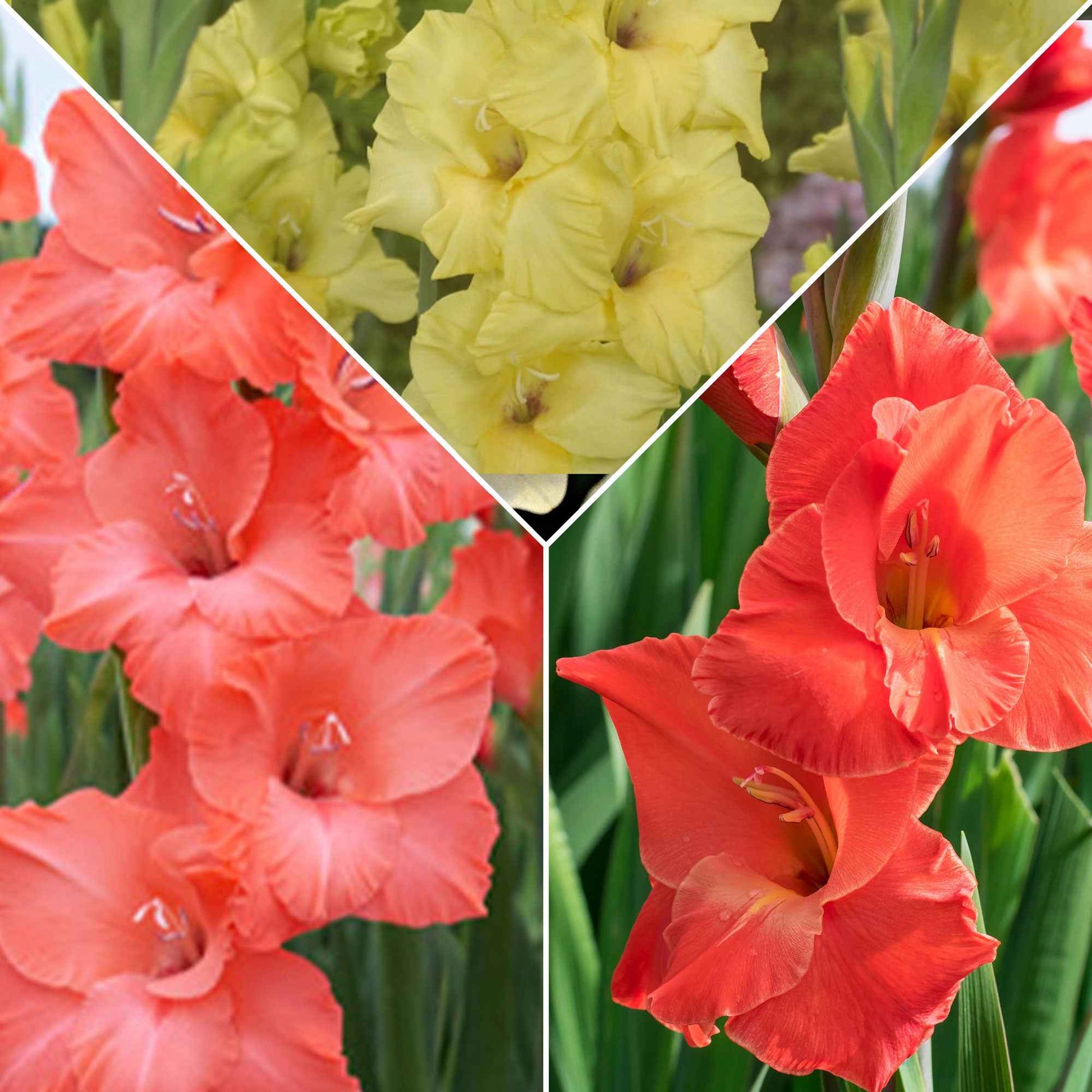 15x Gladiole Gladiolus - Mischung 'Hot Spanish Sun' orange-rot-gelb - Alle beliebten Blumenzwiebeln