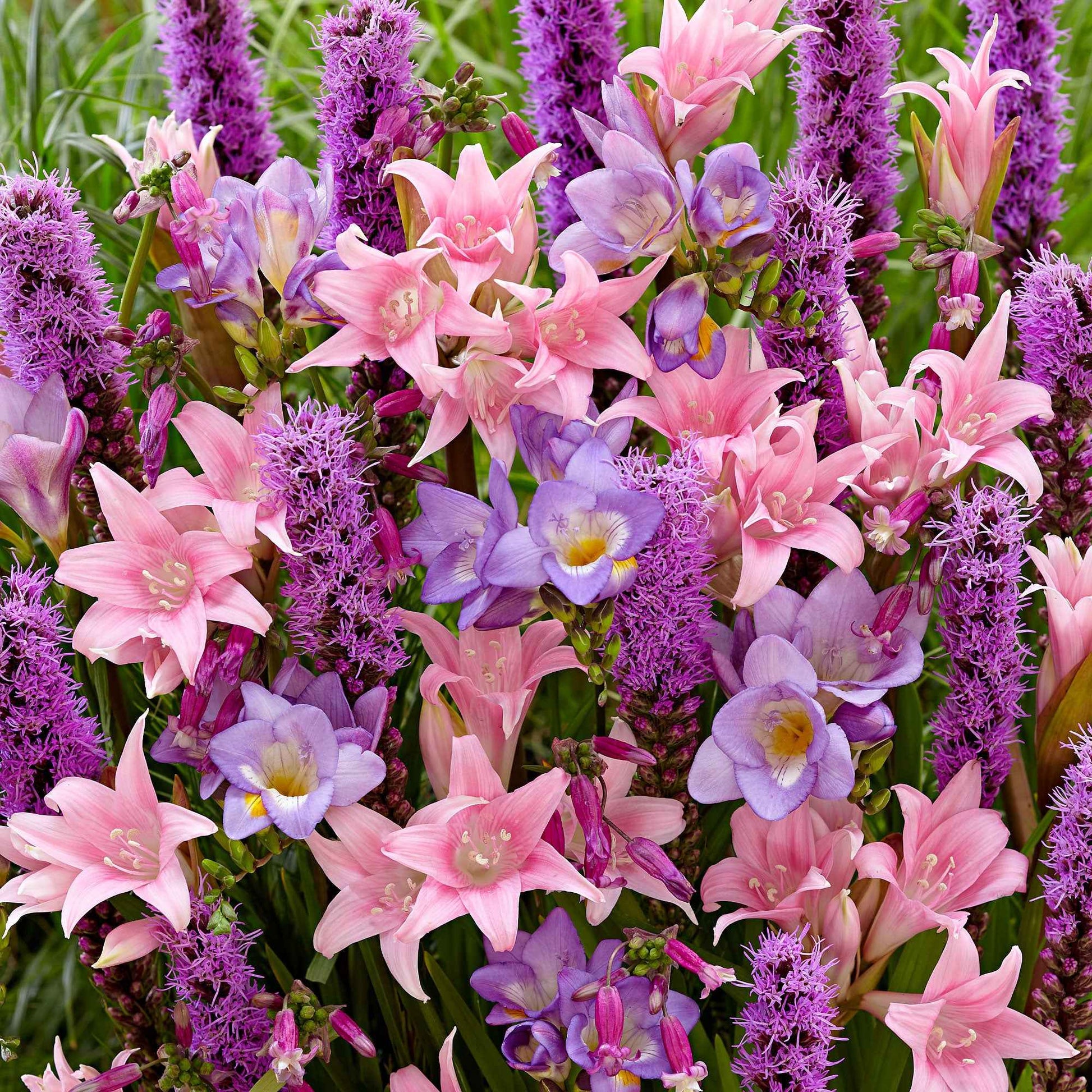 35x Blumenzwiebeln - Mischung 'Fragrant Pollinator Paradise' lila-rosa-blau - Bienen- und schmetterlingsanziehende Blumenzwiebeln