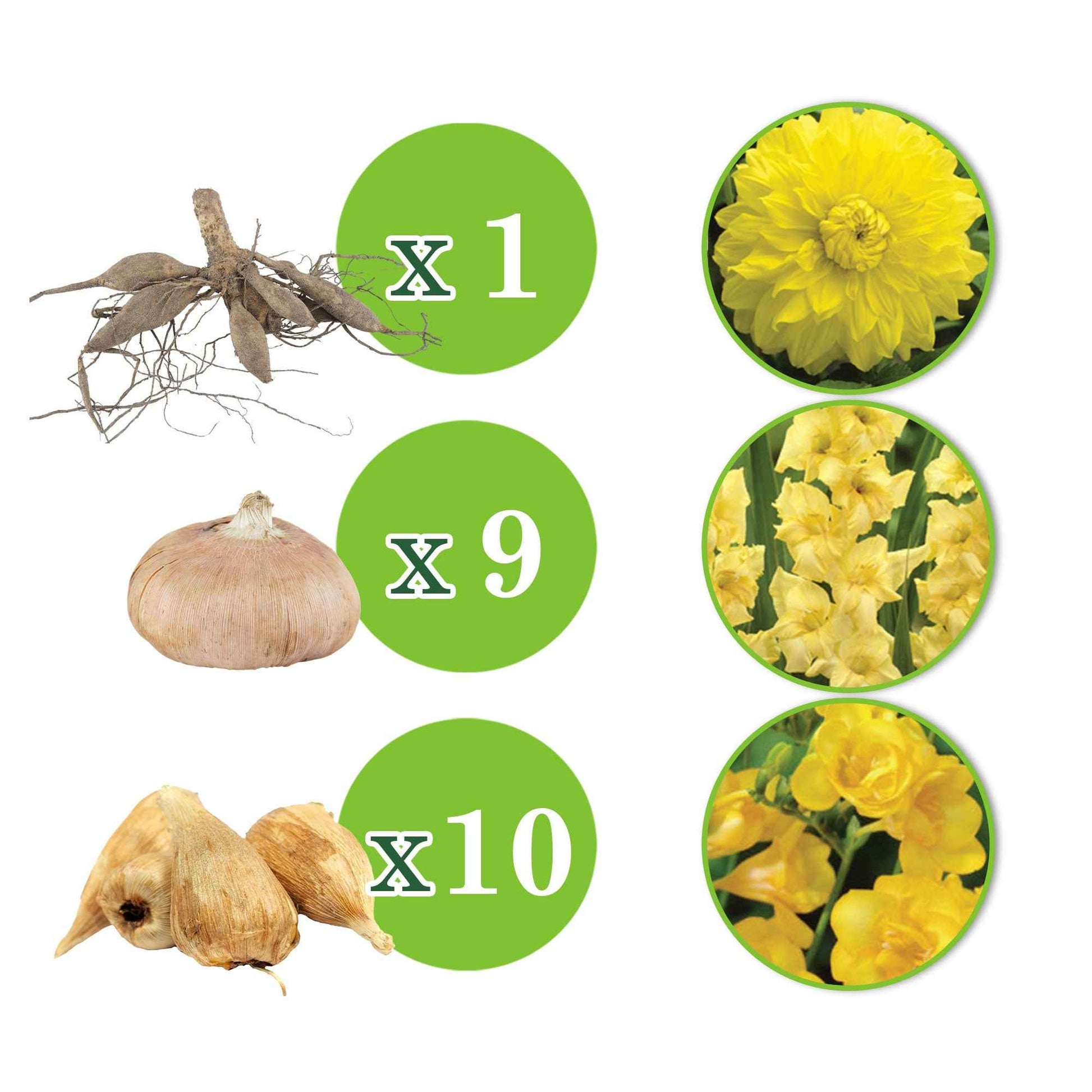 20x Blumenzwiebeln - Mischung 'The Yellow Bag' Gelb - Blumenzwiebel Geschenke