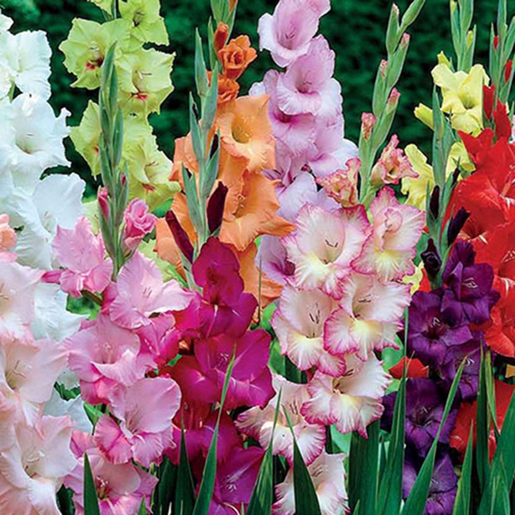 50x Gladiole Gladiolus - Mischung 'Garden' - Alle beliebten Blumenzwiebeln