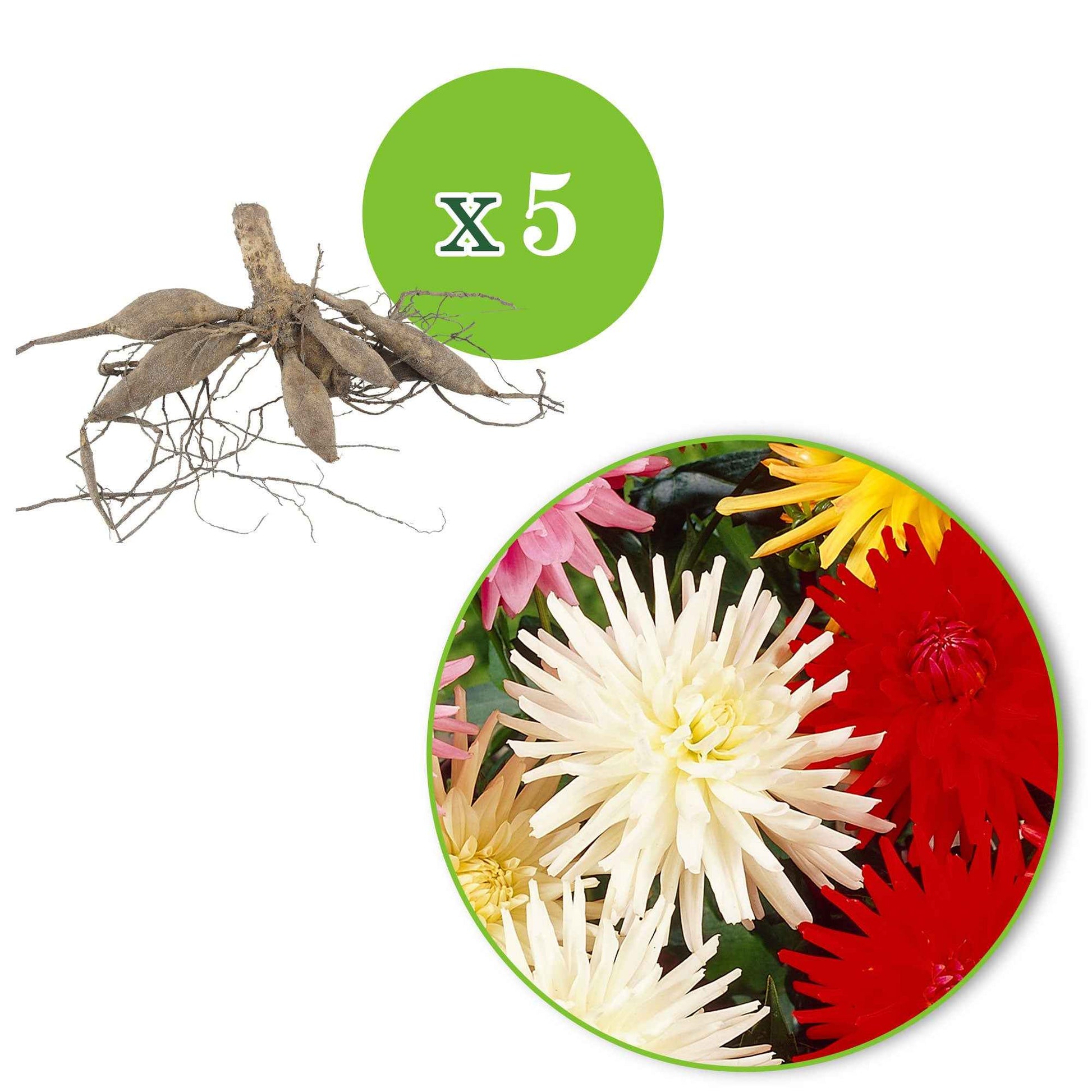 5x Dahlie cactus - Mischung Biologisch - Blumenzwiebel Geschenke