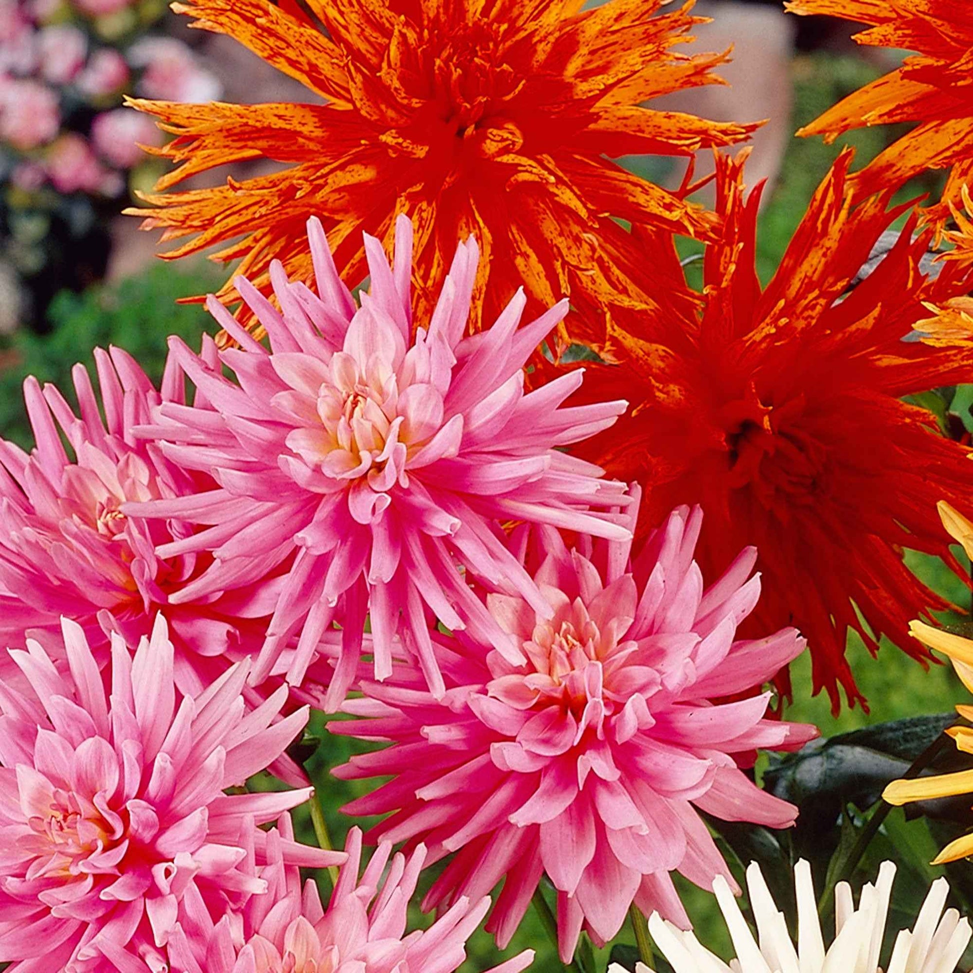 5x Dahlie cactus - Mischung Biologisch - Alle beliebten Blumenzwiebeln
