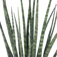 Bogenhanf Sansevieria 'Fernwood Mikado' inkl. Dekotopf - Beliebte grüne Zimmerpflanzen