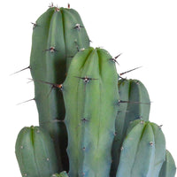 Säulenkaktus Myrtillocactus geometrizans inkl. Dekotopf - Alle pflegeleichten Zimmerpflanzen
