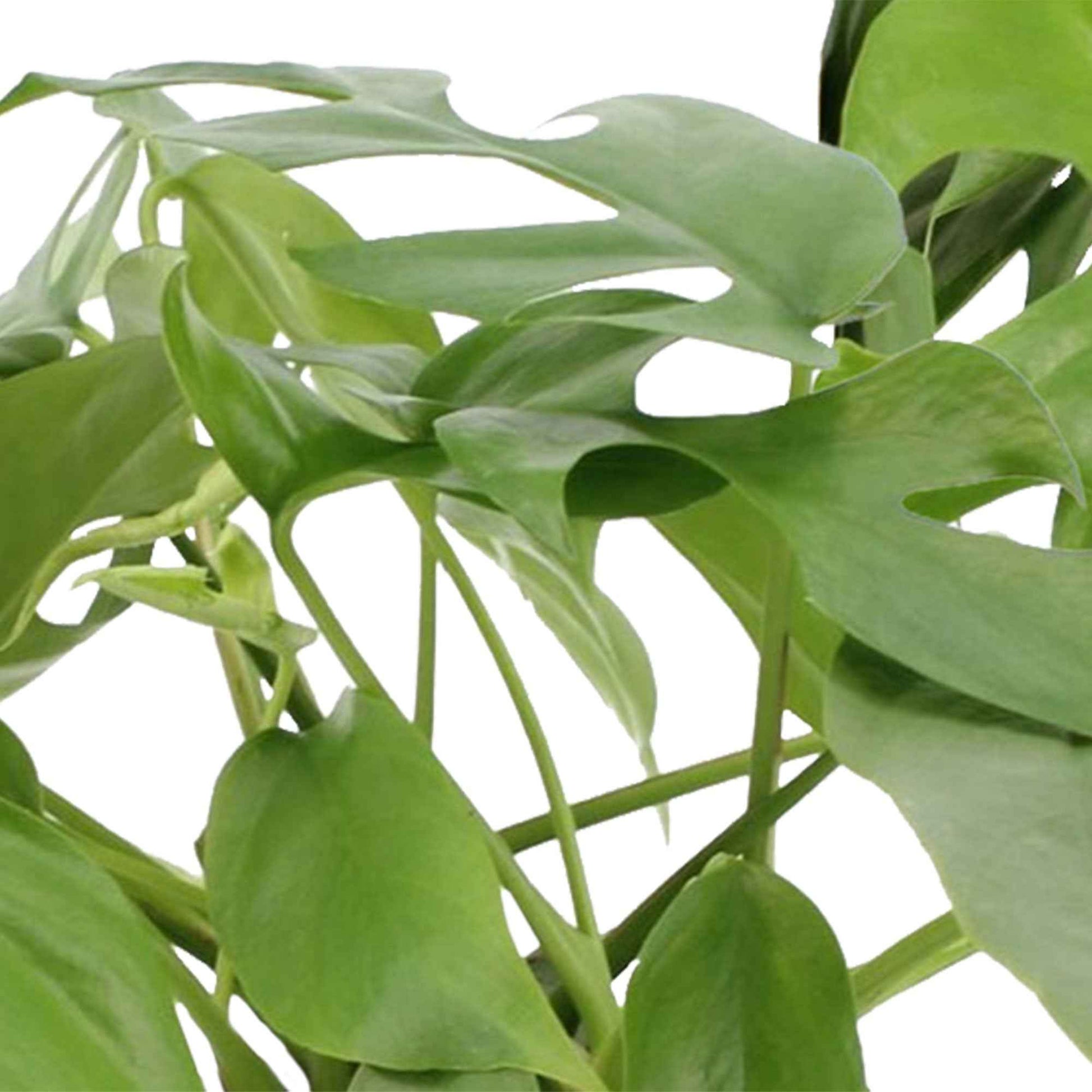 2x Fensterblatt Monstera minima inkl. Ziertöpfe, weiß - Beliebte grüne Zimmerpflanzen
