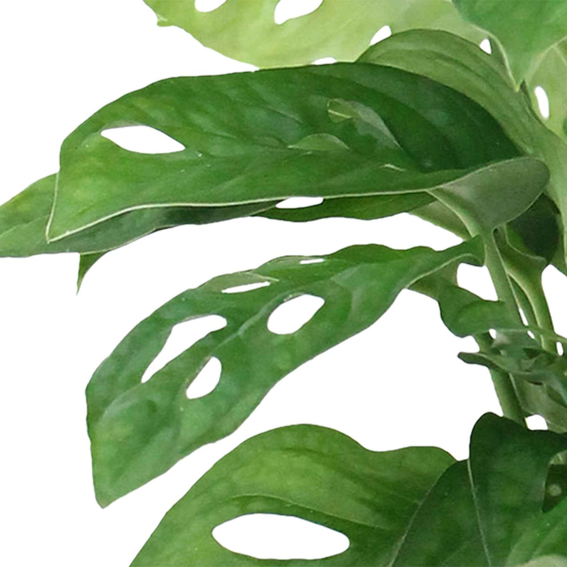 Fensterblatt Monstera 'Monkey Leaf' inkl. Ziertopf, weiß - Badezimmerpflanzen