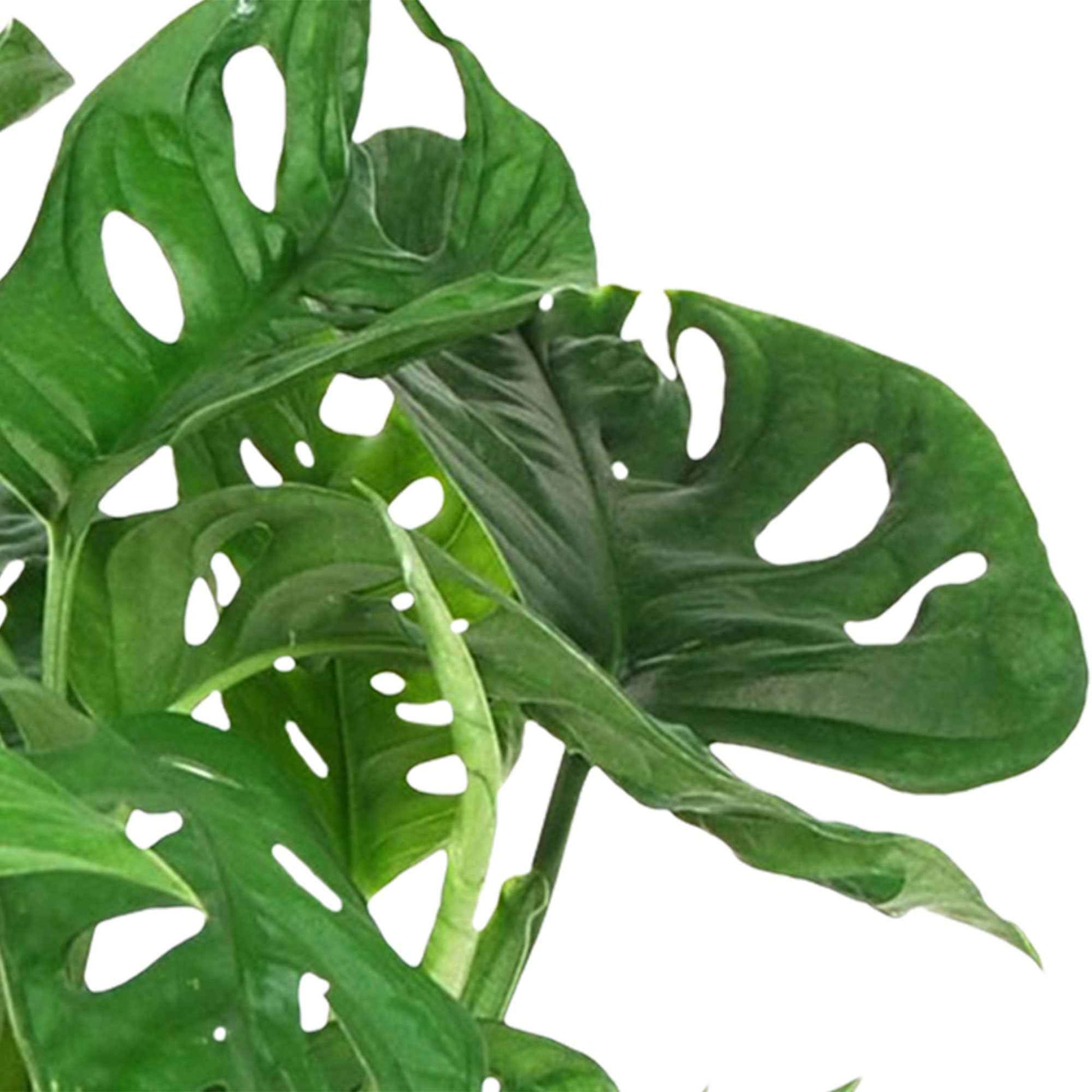 Fensterblatt Monstera 'Monkey Leaf' inkl. Hängetopf - Beliebte grüne Zimmerpflanzen