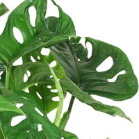 Fensterblatt Monstera 'Monkey Leaf' inkl. Blumentopfhänger und Ziertopf - Badezimmerpflanzen