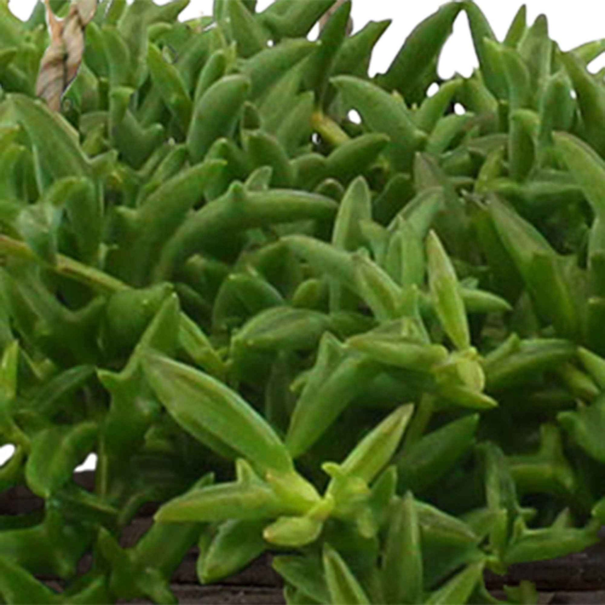 Delfinpflanze Senecio peregrinus grün inkl. Hängetopf Rattan - Hängepflanze - Alle pflegeleichten Zimmerpflanzen