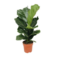 Geigenfeige Ficus lyrata - Beliebte grüne Zimmerpflanzen