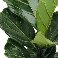 Geigenfeige Ficus lyrata - Beliebte Zimmerpflanzen