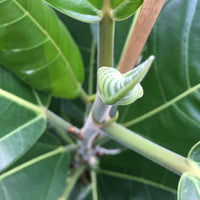 Würgefeige Ficus benghalensis 'Roy' - Nach Trends