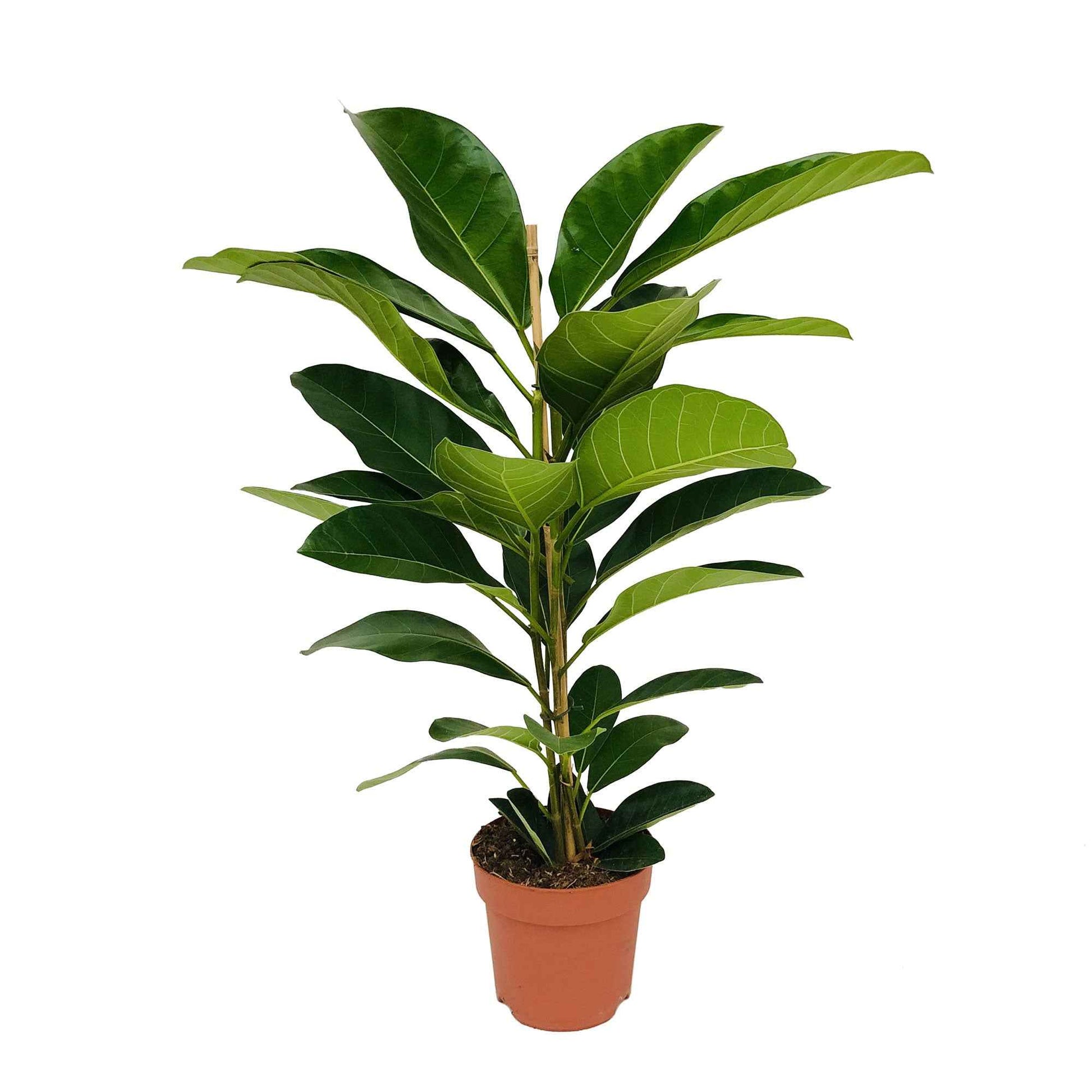 Würgefeige Ficus benghalensis 'Roy' - Große Zimmerpflanzen