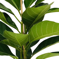 Würgefeige Ficus benghalensis 'Roy' - Grüne Zimmerpflanzen