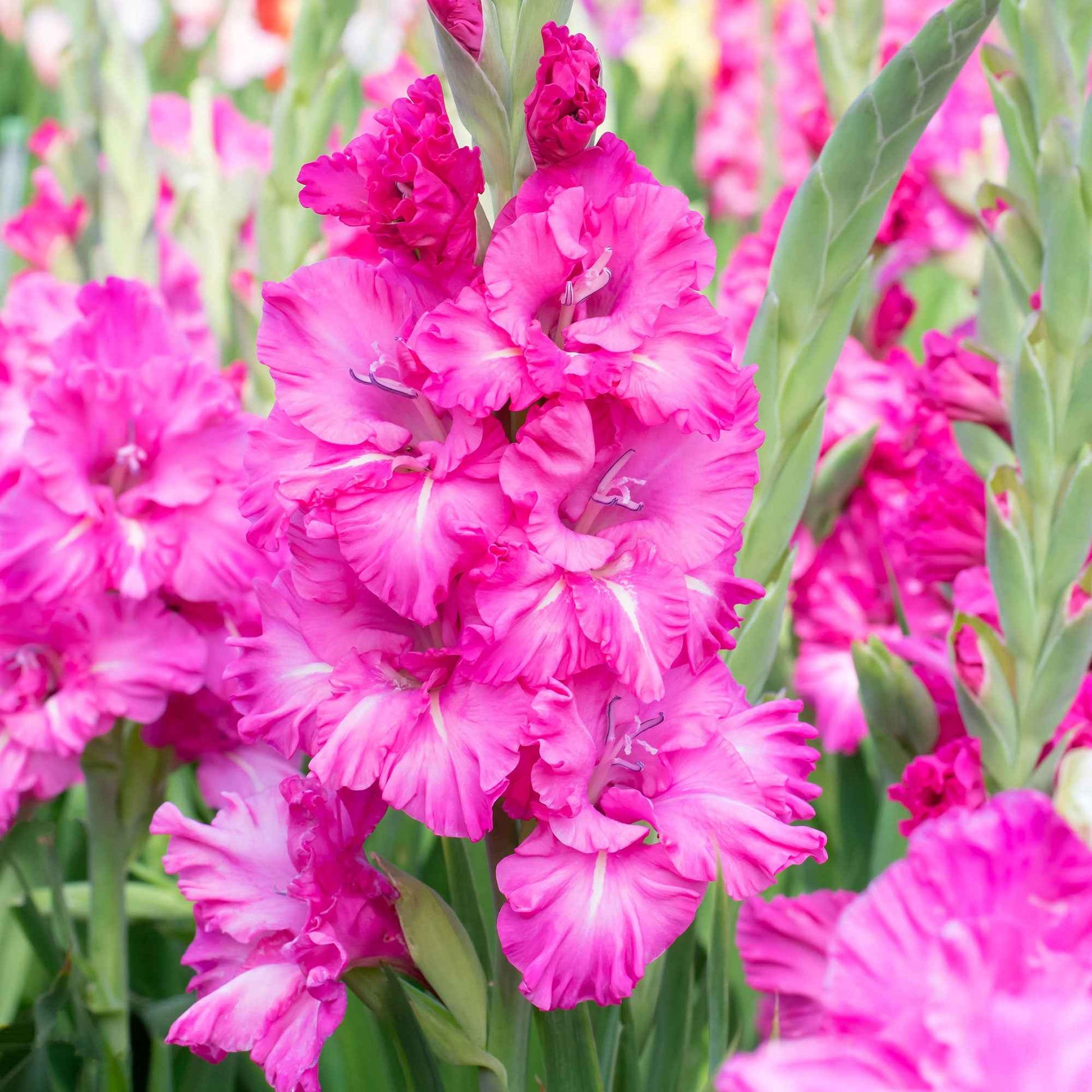 Gladiole Gladiolus - Mischung 'Ruffled Wedding'  Gelb-Lila - Beliebte Blumenzwiebeln