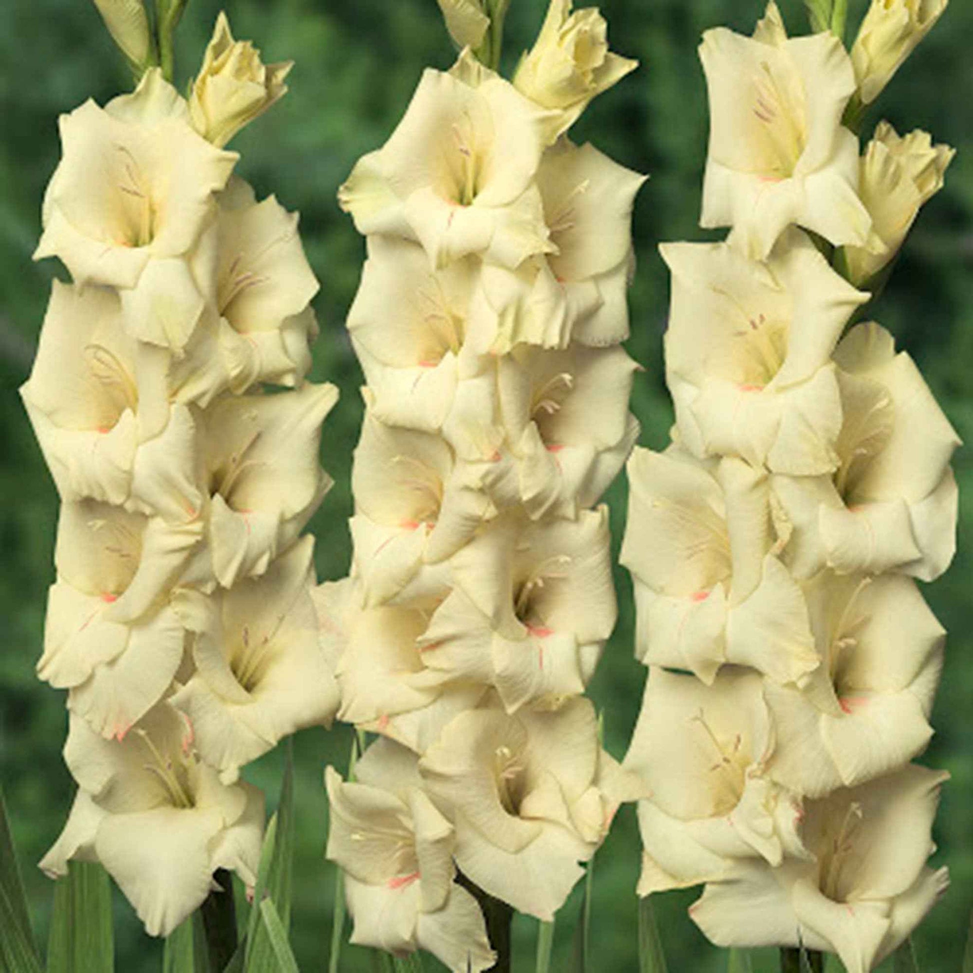 Gladiole Gladiolus - Mischung 'Ruffled Wedding'  Gelb-Lila - Bienen- und schmetterlingsanziehende Blumenzwiebeln