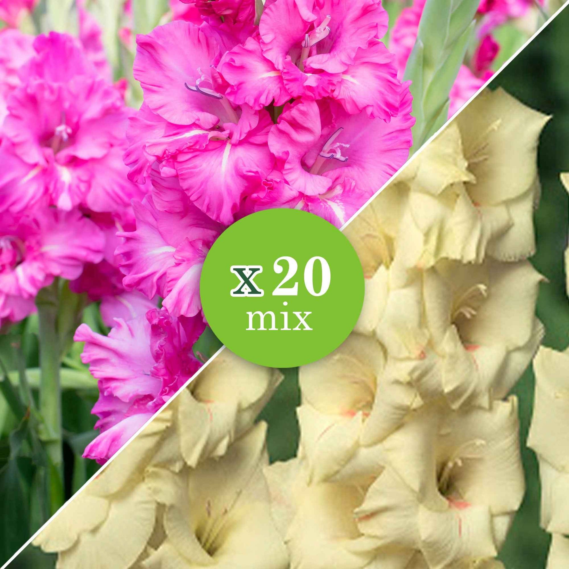 Gladiole Gladiolus - Mischung 'Ruffled Wedding'  Gelb-Lila - Bienen- und schmetterlingsfreundliche Pflanzen