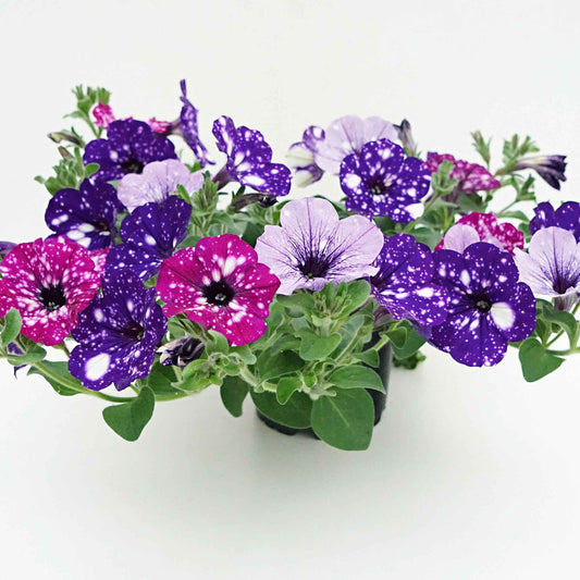 3x Petunia - Mischung 'Sky Mix' lila-rosa-blau - Balkonpflanzen