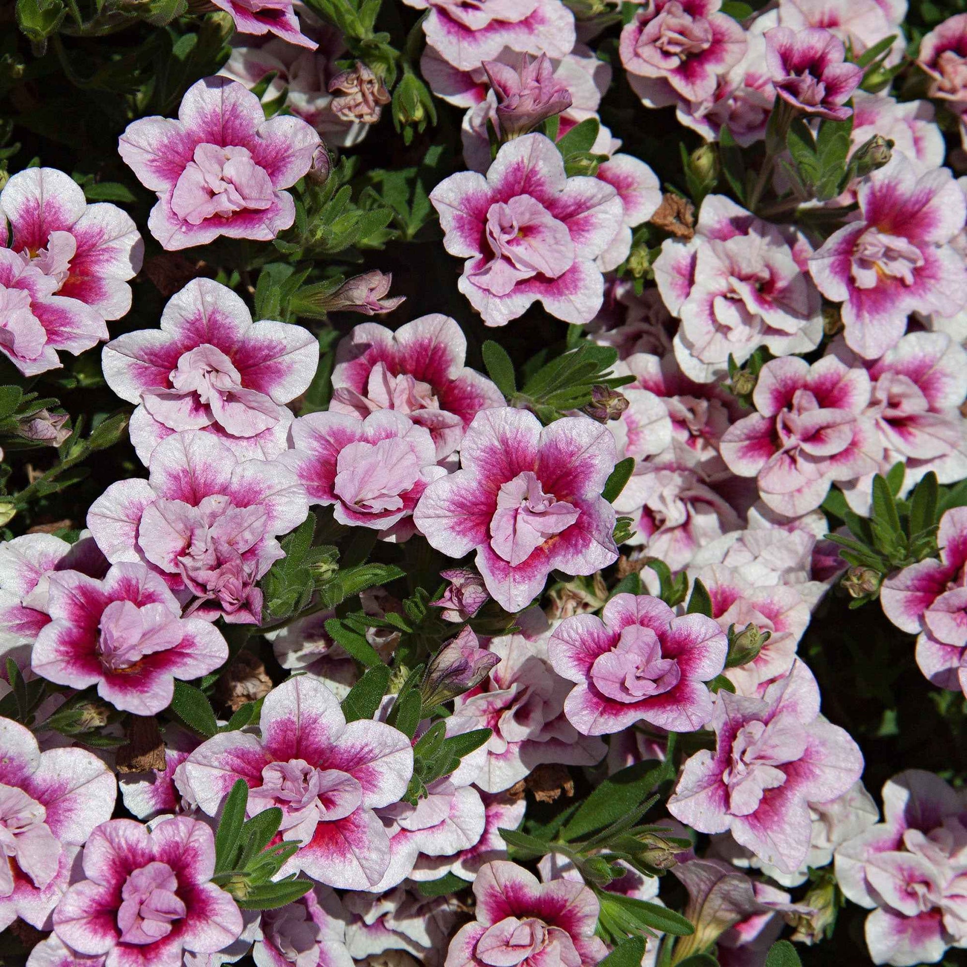 Mini-Petunie Calibrachoa 'PinkTastic' rosa-weiβ - Blühende Gartenpflanzen