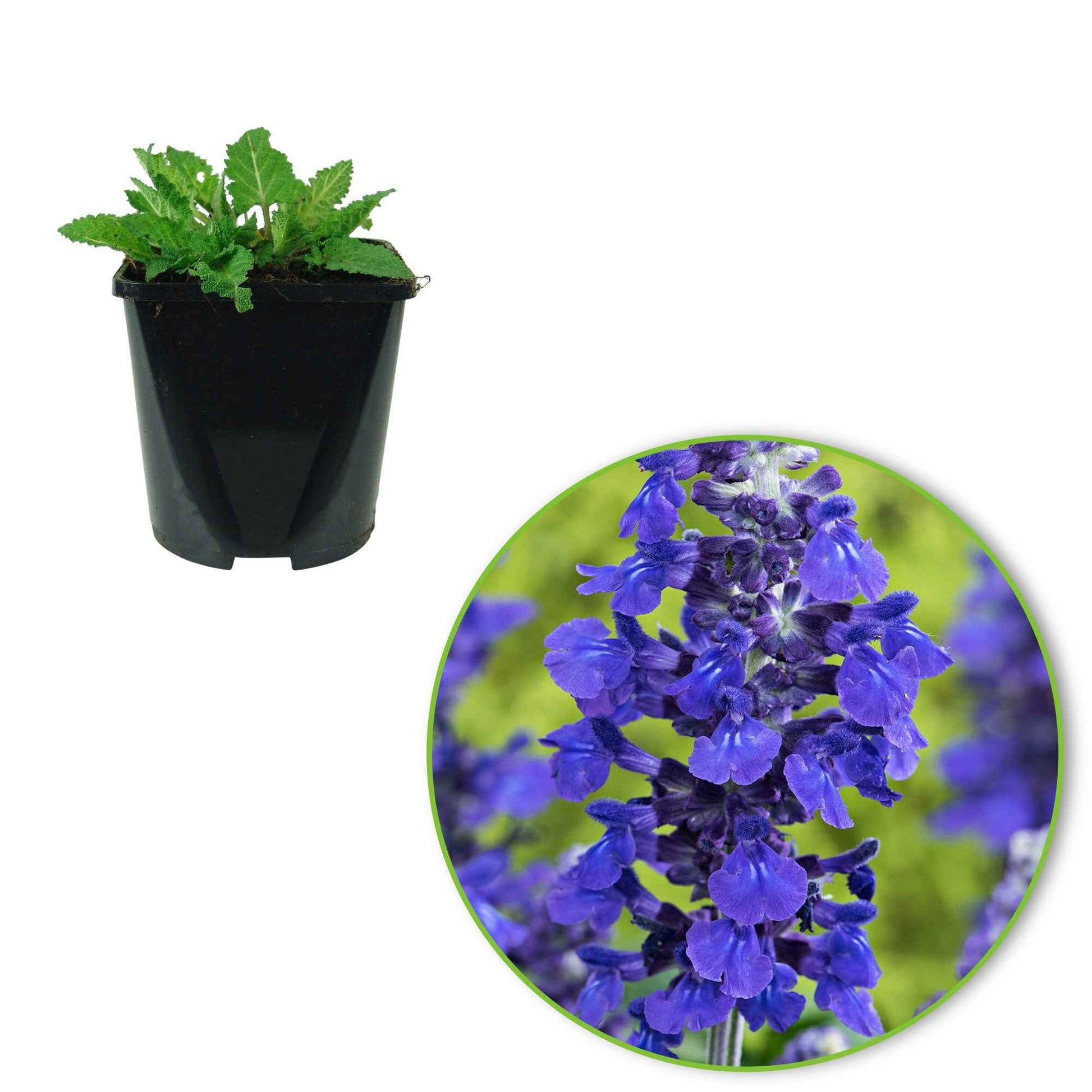 Salbei Salvia 'Misty' blau - Beetpflanzen