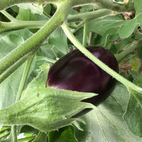 Aubergine Solanum 'Violetta Lunga' 10 m² - Gemüsesamen - Saatgut