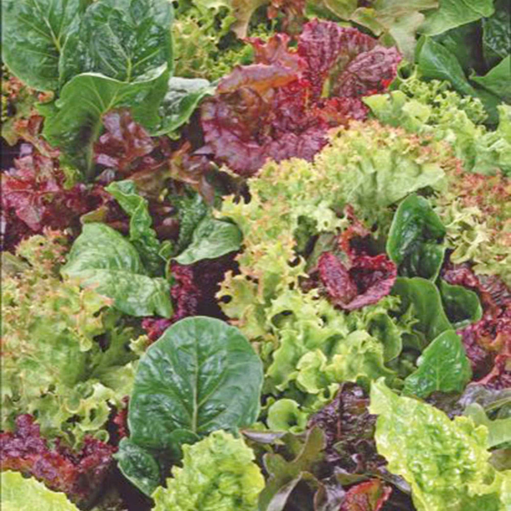 Salat Lactuca - Mischung 10 m² - Gemüsesamen - Bio-Gartenpflanzen