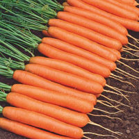 Sommerkarotte Daucus 'Amsterdamse bak' 15 m² - Gemüsesamen - Gemüsesaat