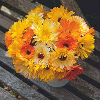 Marigold Calendula 'Pacific Beauty' - Mischung gelb-orange-weiβ 2,5 m² - Blumensamen - Gemüsegarten