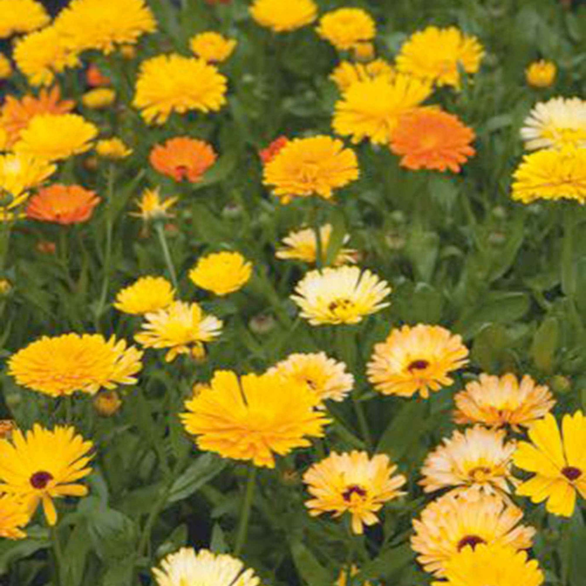 Marigold Calendula 'Pacific Beauty' - Mischung gelb-orange-weiβ 2,5 m² - Blumensamen - Blumensaat
