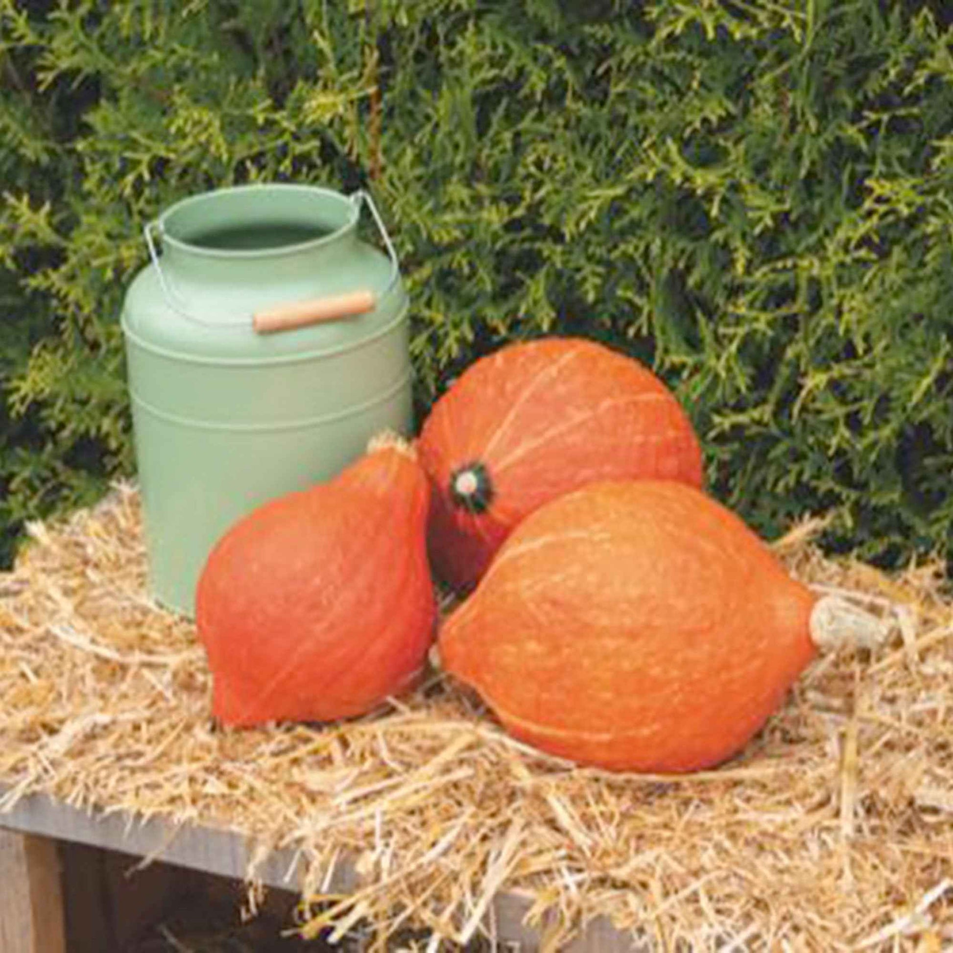 Kürbis Cucurbita 'Golden Hubbard' orange 6 m² - Gemüsesamen - Gemüsegarten