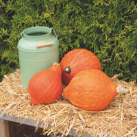 Kürbis Cucurbita 'Golden Hubbard' orange 6 m² - Gemüsesamen - Saatgut