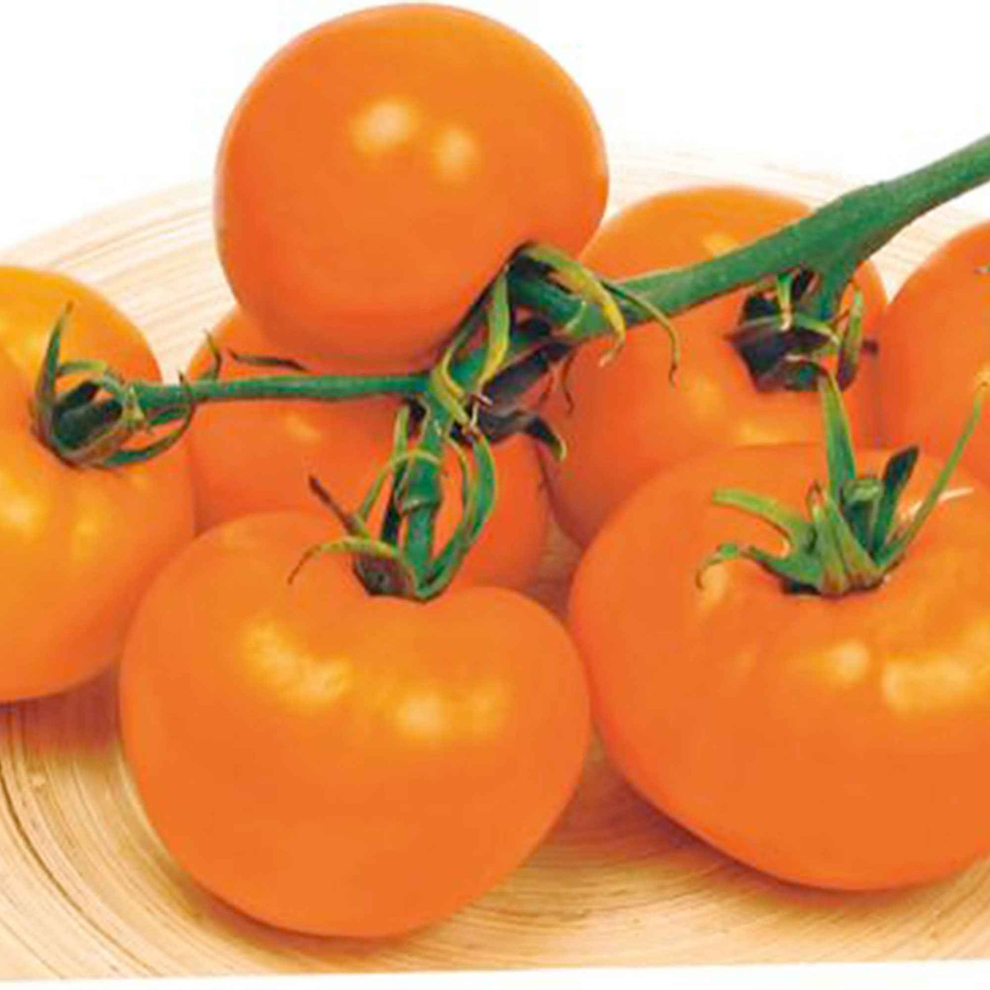 Tomate Solanum 'Arancia' gelb 2 m² - Gemüsesamen - Gemüsesaat