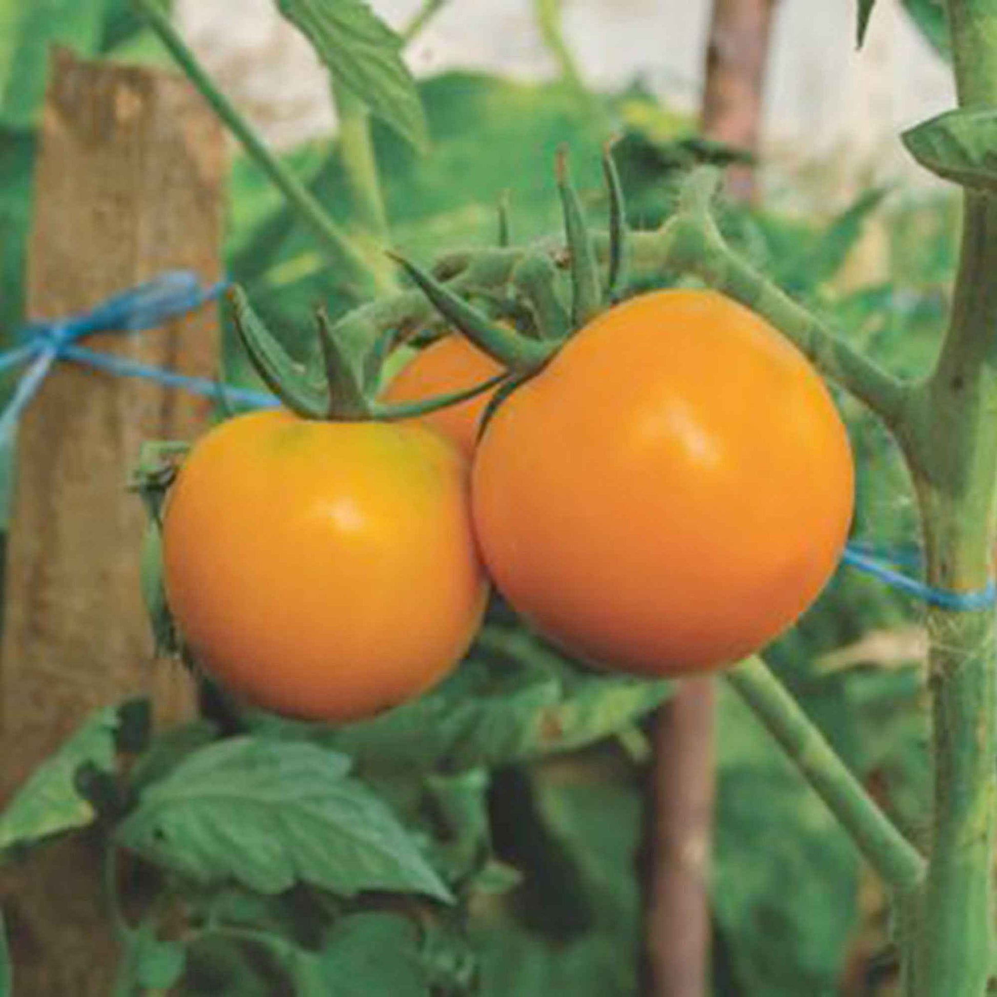 Tomate Solanum 'Arancia' gelb 2 m² - Gemüsesamen - Gemüsegarten