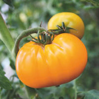 Fleischtomate Solanum 'Grappa Gialla' gelb 2 m² - Gemüsesamen - Gemüsegarten