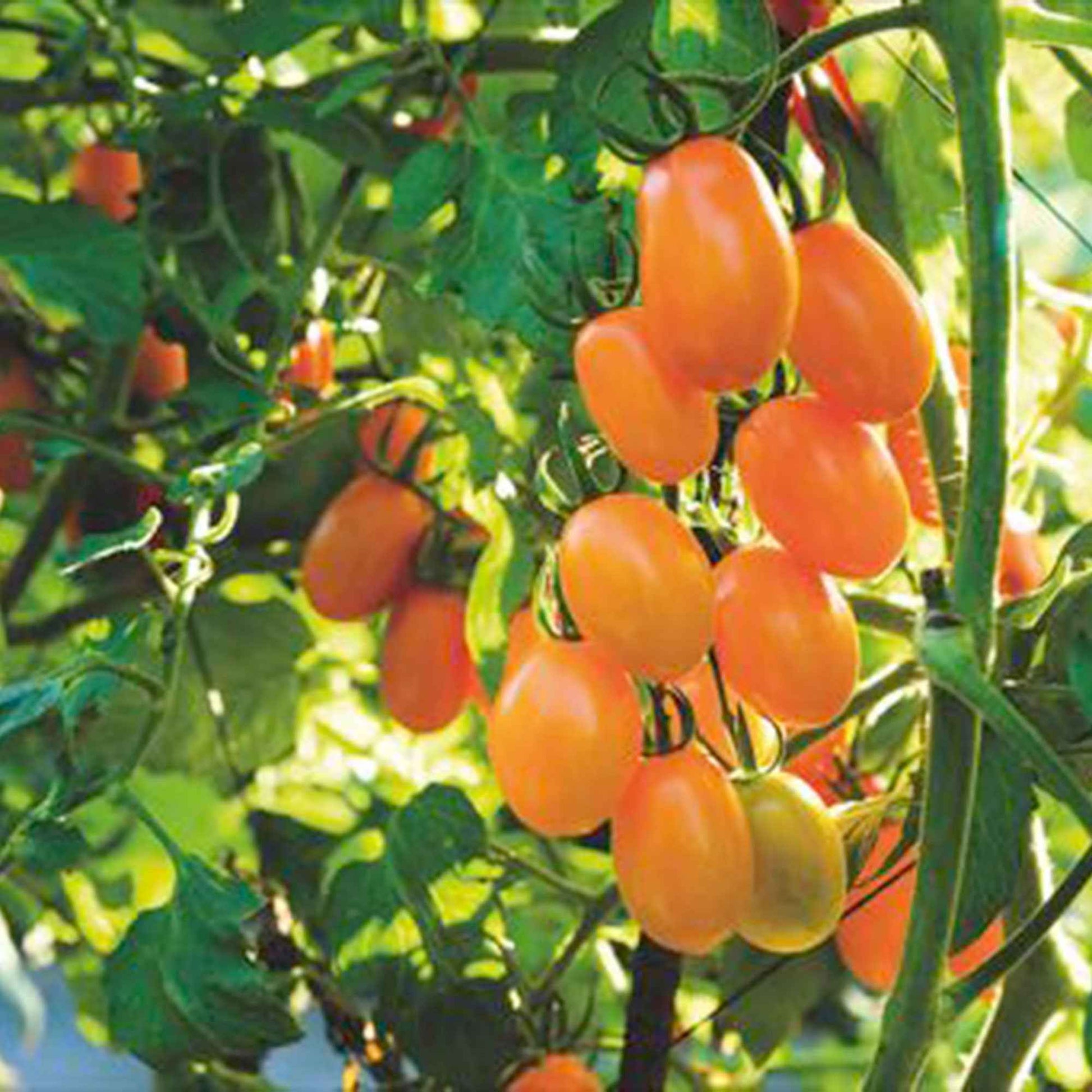 Tomate Solanum 'Dolly F1' gelb 2 m² - Gemüsesamen - Gemüsegarten