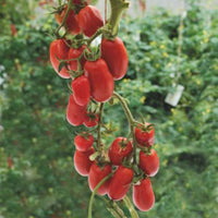 Tomate Solanum 'Super Roma' rot 2 m² - Gemüsesamen - Gemüsegarten