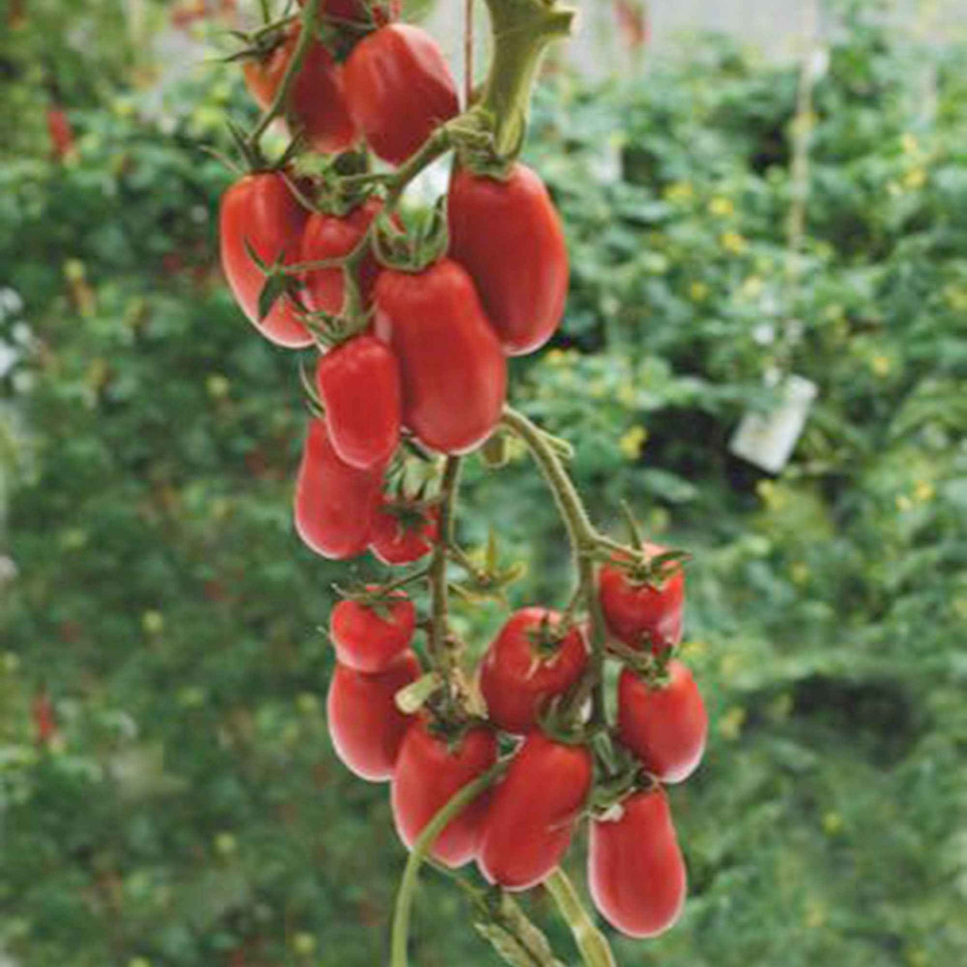 Tomate Solanum 'Super Roma' rot 2 m² - Gemüsesamen - Gemüsegarten