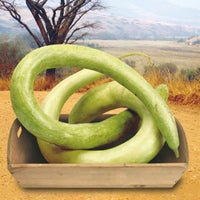Kürbis Lagenaria 'Cucuzi Italian Snake' grün 6 m² - Gemüsesamen - Gemüsegarten