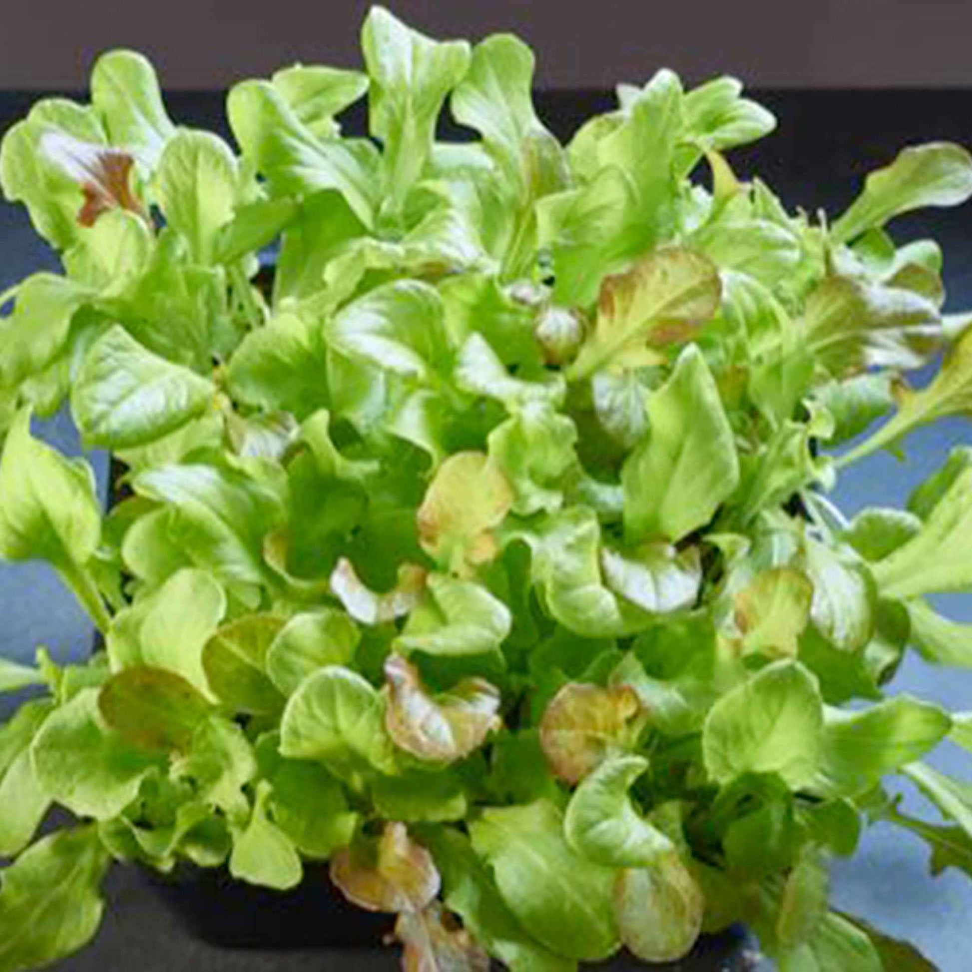 Salat Lactuca sativa - Mischung - Gemüsesamen - Gemüsegarten