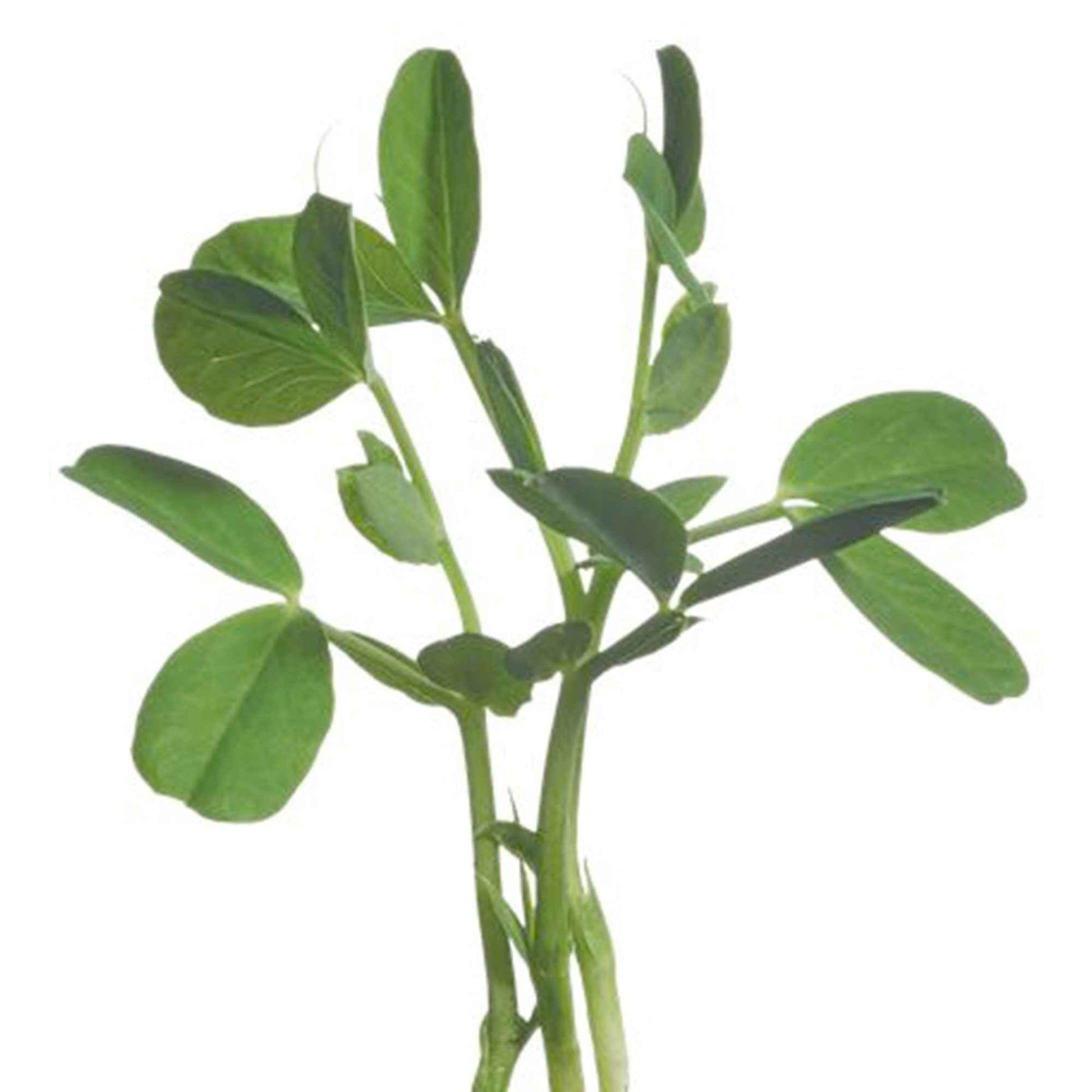 Erbse Pisum sativum - Gemüsesamen - Gemüsegarten