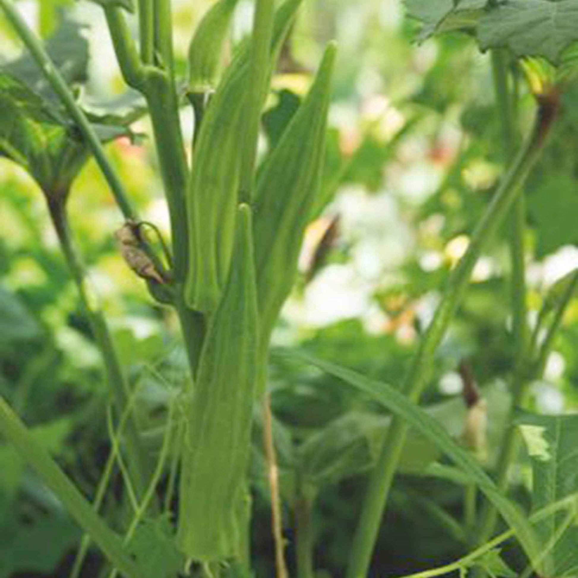 Okra Abelmoschus 'Clemson Spineless' 15 m² - Gemüsesamen - Gemüsesaat
