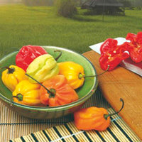 Habanero Pfeffer Capsicum chinense Mischung 10 m² - Gemüsesamen - Gemüsegarten