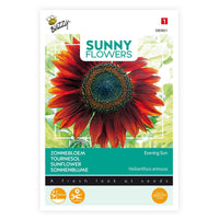 Sonnenblume Helianthus 'Avondzon' 5 m² - Blumensamen Rot-Braun - Gartenpflanzen