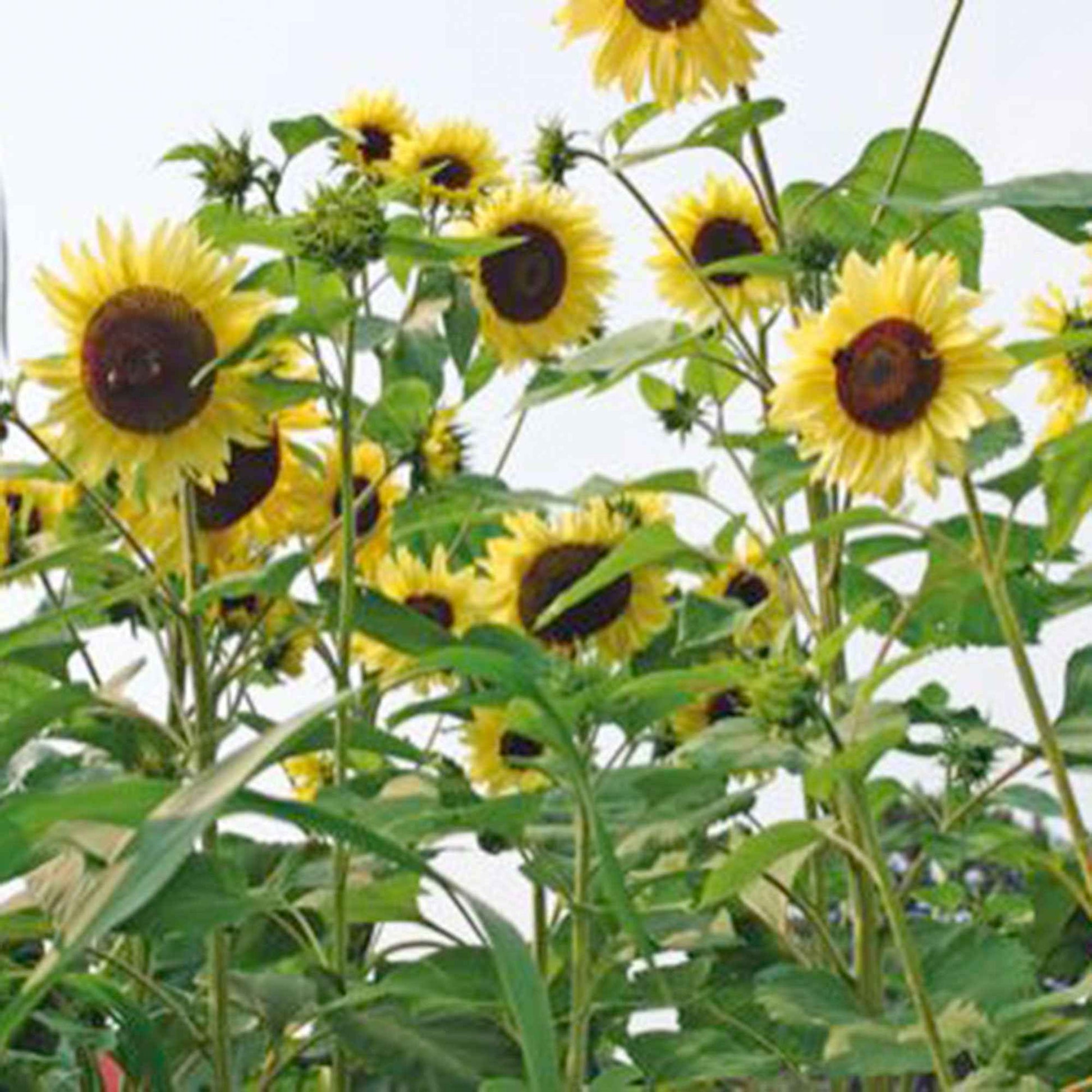 Sonnenblume Helianthus 'Moonwalker' gelb 3 m² - Blumensamen - Saatgut