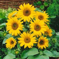 Sonnenblume Helianthus 'Pacino Gold' gelb 3 m² - Blumensamen - Saatgut