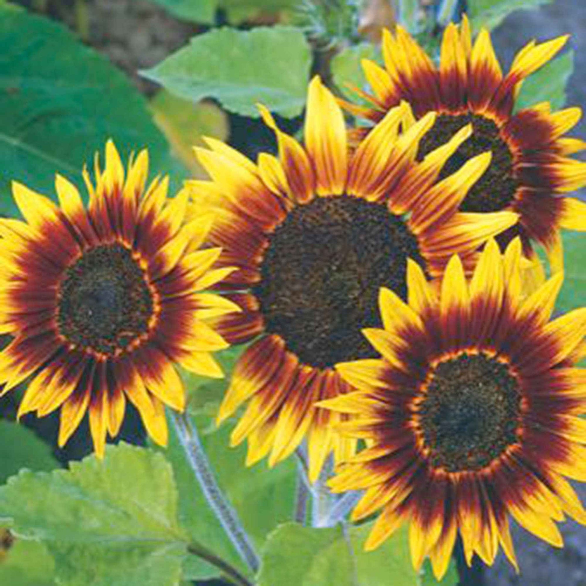 Sonnenblume Helianthus 'Ring of Fire' rot 3 m² - Blumensamen - Blumensaat